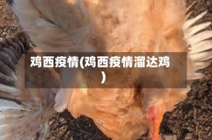 鸡西疫情(鸡西疫情溜达鸡)